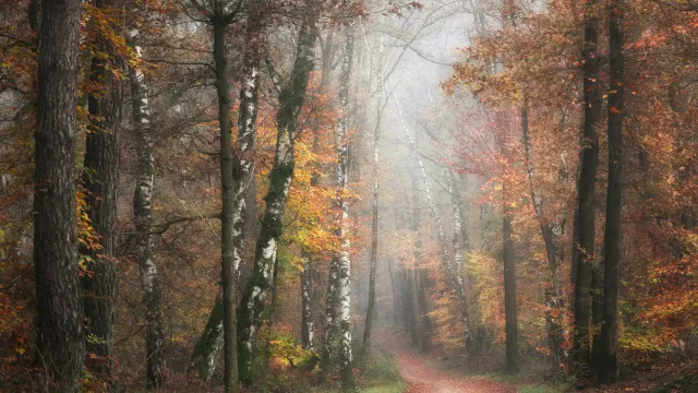 Herbstwald (Foto: Johanneke Kroesbergen-Kamps, Unsplash) Herbstwald (Foto: Johanneke Kroesbergen-Kamps, Unsplash)