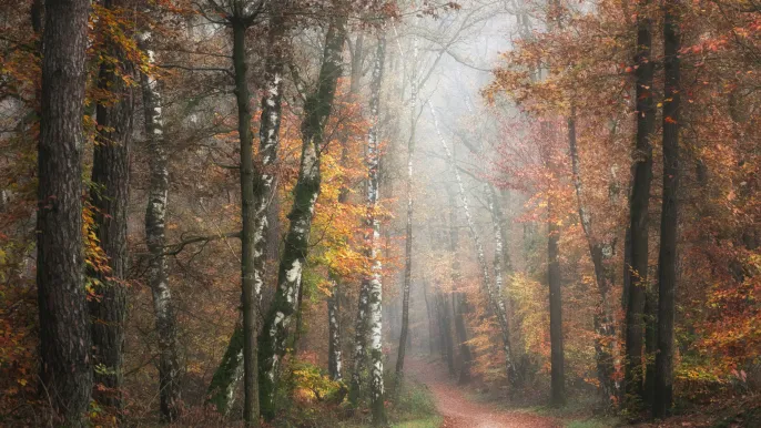 Herbstwald (Foto: Johanneke Kroesbergen-Kamps, Unsplash) Herbstwald (Foto: Johanneke Kroesbergen-Kamps, Unsplash)